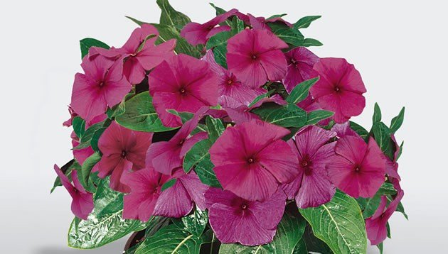 40 Fragrant Pacifica Raspberry Vinca Flower Seeds Annual