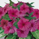 40 Fragrant Pacifica Raspberry Vinca Flower Seeds Annual