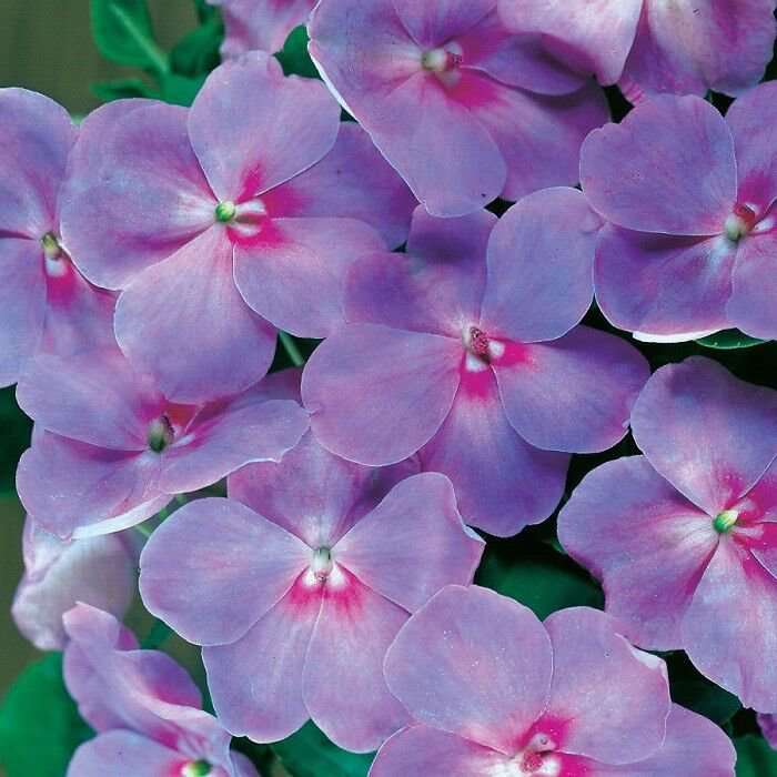 25 Impatiens Flower Seeds Accent Blue Lavender Hardy Shade Annual