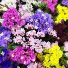 50 Saponaria Vaccaria Beauty Mix Flower Seeds Re Seeding Annual Soapwort