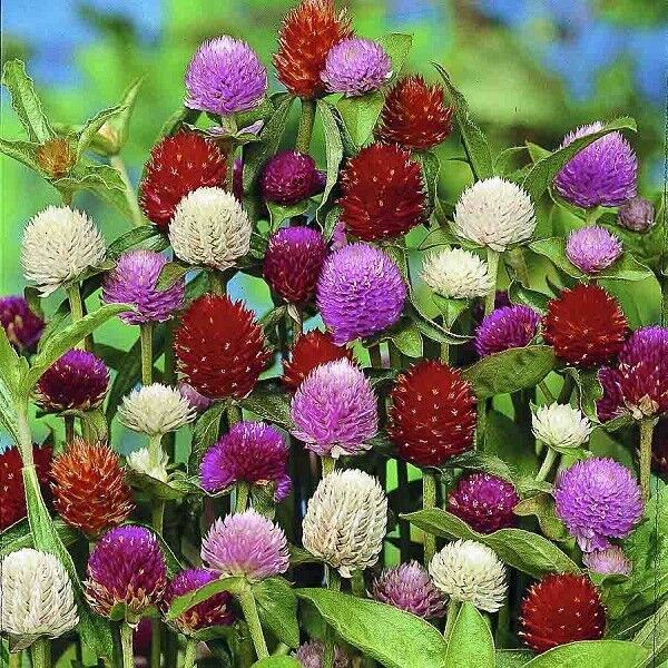 40 Gomphrena Audray Mix Flower Seeds Annual Heat Drought Tolerant