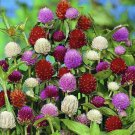 40 Gomphrena Audray Mix Flower Seeds Annual Heat Drought Tolerant