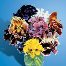 New 35 Pansy Flower Seeds Bolero Flamenco Mix