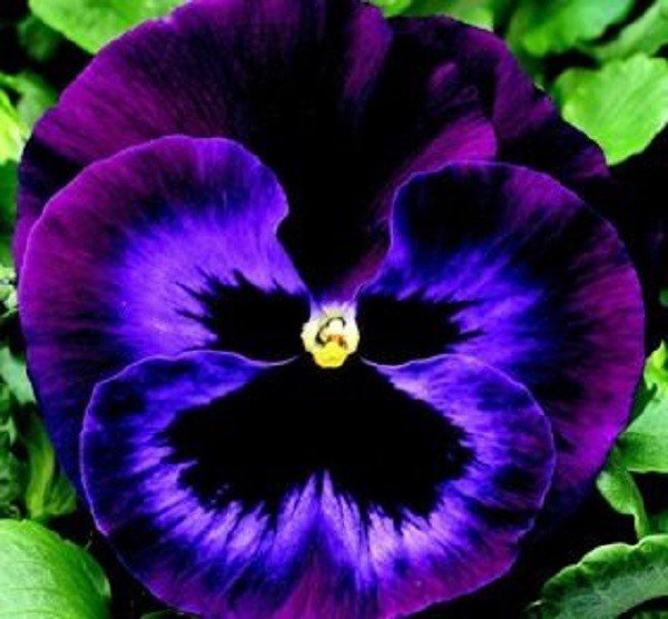 New 35 Pansy Delta Neon Violet Flower Seeds Annual