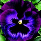New 35 Pansy Delta Neon Violet Flower Seeds Annual