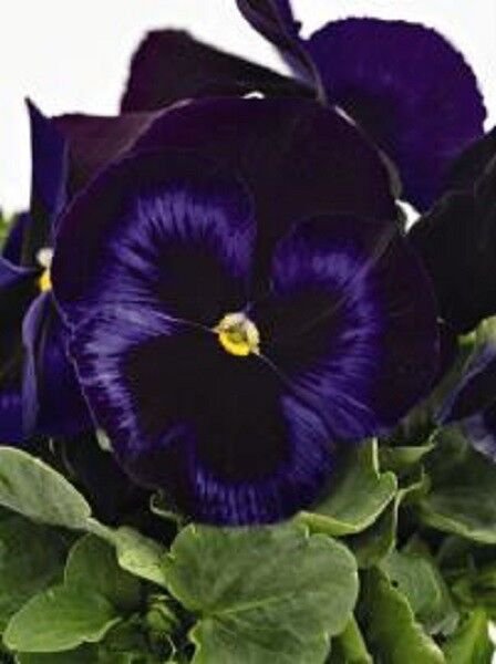 New 30 Pansy Inspire Blue Plus Flower Seeds Fragrant Perennial