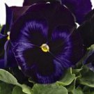 New 30 Pansy Inspire Blue Plus Flower Seeds Fragrant Perennial