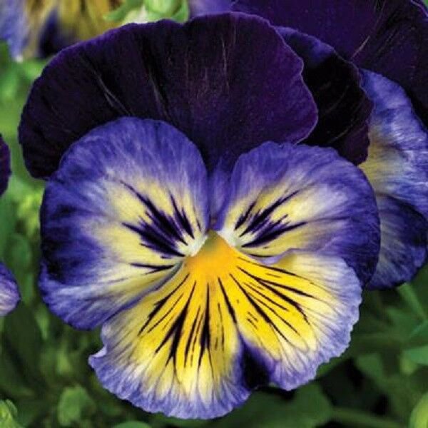 New 30 Pansy Karma Blue Flower Seeds Fragrant Perennial