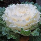30 White Flowering Kale Flower Seeds