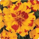 35 Marigold French Durango Bolero Annual Flower Seeds