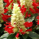 40 Reddy White Surprise Salvia Flower Seeds Drought Tolerant Perennial