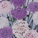 50 Blue Pink White Didiscus Lacy Mix Flower Seeds Self Seeding Annual