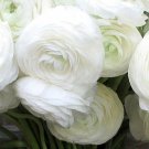 15 Whorled White Persian Buttercup Ranunculus Flower Seeds Re Seeding Annual