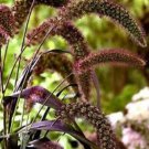 75 Setaria Flower Seeds Dried Fresh Arrangments Annual