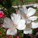 50 White Clarkia Flower Seeds Re Seeding Annual Godetia