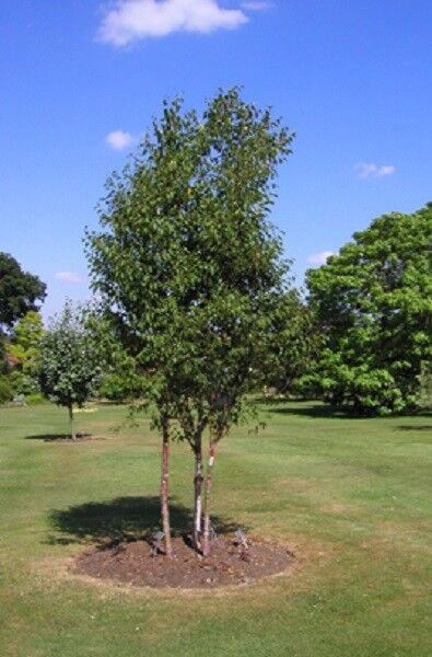15 Red Chinese Birch Tree Seeds Perennial Betula Fast Growing Hardy