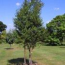 15 Red Chinese Birch Tree Seeds Perennial Betula Fast Growing Hardy