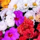 50 Moss Rose Mix Portulaca Margarita Annual Flower Seeds Ground Cover