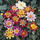 30 Dahlia Collarette Dandy Mix Flower Seeds Annual Bi Color