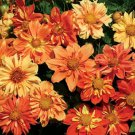 30 Dahlia Collarette Sunny Reggae Mix Flower Seeds Annual Bi Color