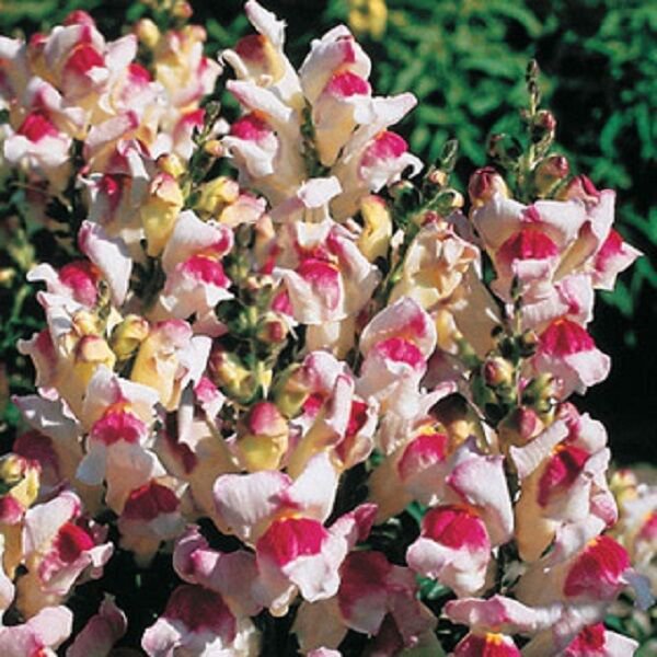 30 Giant Lipstick Silver Snapdragon Flower Seeds Long Lasting Annual
