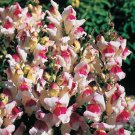30 Giant Lipstick Silver Snapdragon Flower Seeds Long Lasting Annual