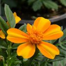 35 Bambino Orange And Yellow Bi Color French Dwarf Marigold Annual Flower Seeds