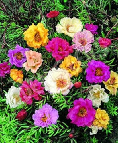 50 Double Moss Rose Mix Portulaca Annual Flower Seeds Ground Cover