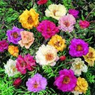 50 Double Moss Rose Mix Portulaca Annual Flower Seeds Ground Cover