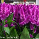 30 Celosia Plumed Fresh Look Purple Flamingo Self Seeding Annual Flower Seeds