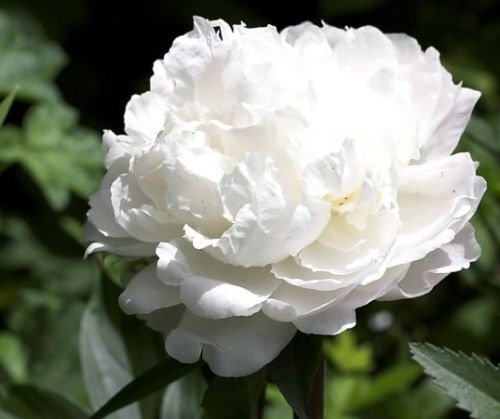 50 White Cloud Double Peony Self Seeding Annual Papaver Flower Seeds