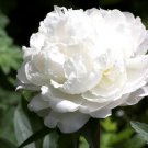 50 White Cloud Double Peony Self Seeding Annual Papaver Flower Seeds