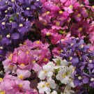 40 Poetry Mix Nemesia Flower Seeds Annual Sweet Coconut Scent