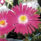 50 Delosperma Carmine Ice Plant Flower Seeds Perennial