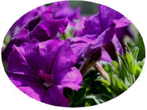 30 Petunia Celebrity Violet Flower Seeds Annual