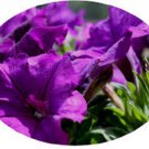 30 Petunia Celebrity Violet Flower Seeds Annual