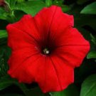 30 Petunia Celebrity Red Flower Seeds Annual