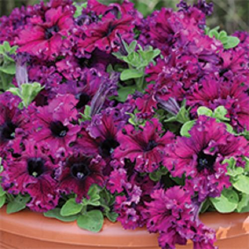 30 Petunia Grandiflora Expresso Frappe Ruby Flower Seeds Annual