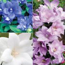 40 Platycodon Double Balloon Mixed Flower Seeds Blue White Pink Perennial