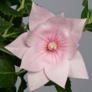 40 Pink Platycodon Double Balloon Flower Seeds Perennial