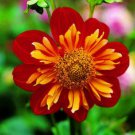 35 Marigold Paprika Annual Flower Seeds