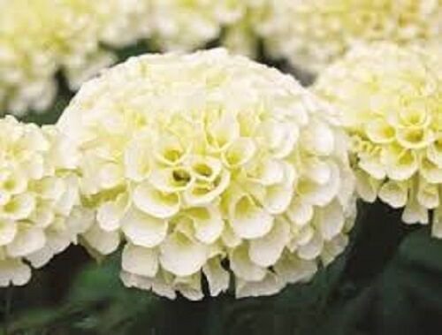 35 American Marigold Eskimo White Annual Flower Seeds