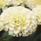 35 American Marigold Eskimo White Annual Flower Seeds