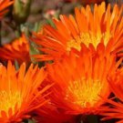 50 Orange Ice Plant Flower Seeds Perennial Dorotheanthus Bellidformis