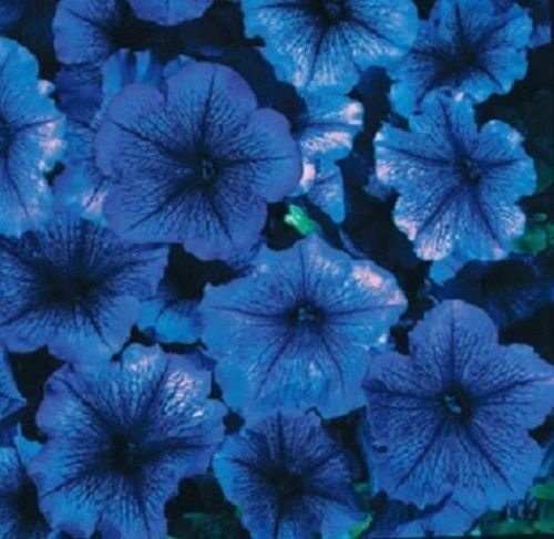30 Petunia Celebrity Blue Ice Flower Seeds Annual