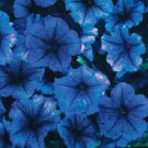 30 Petunia Celebrity Blue Ice Flower Seeds Annual