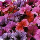 30 Petunia Daddy Mix Flower Seeds Annual