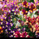 40 Linaria Licilia Flower Seeds Mix Self Seeding Annual Snapdragon Like