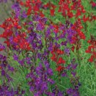 40 Linaria Rhythm And Blues Flower Seeds Selfseeding Annual Snapdragon Like