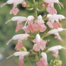 40 Salvia Sumer Jewel Pink Coccinea Flower Seeds Perennial Drought Tolerant